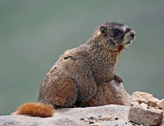 136 mount evans, marmot.JPG